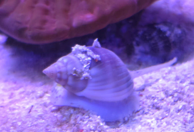 Nasarius - sand cleaning snail