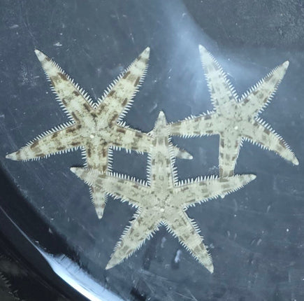 Archaster typicus - XL, L