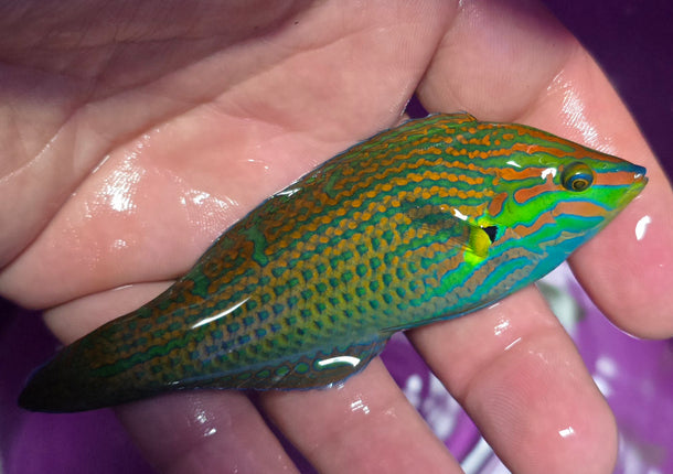 Halichoeres melanurus L