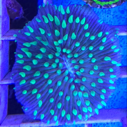 Cycloseris tenuis Green