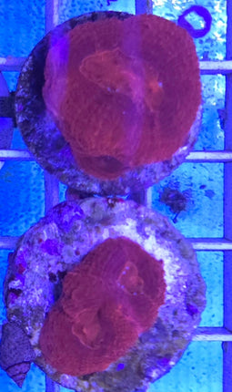 Homophyllia bowerbanki red FRAG
