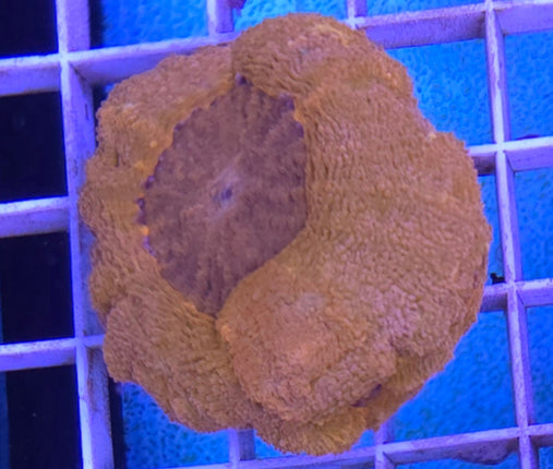 Homophyllia bowerbanki orange BIG FRAG