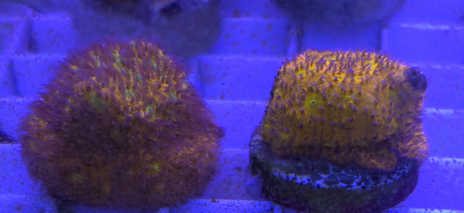 Lithophyllon sp. Orange FRAG L