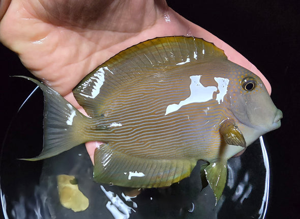 Acanthurus sp. XXL