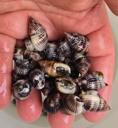 Nasarius - sand cleaning snail