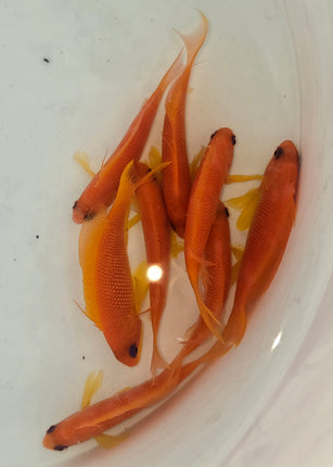 Pseudanthias squamipinis L