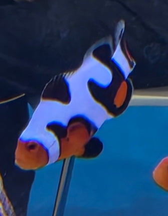 Amphiprion occelaris DaVinci