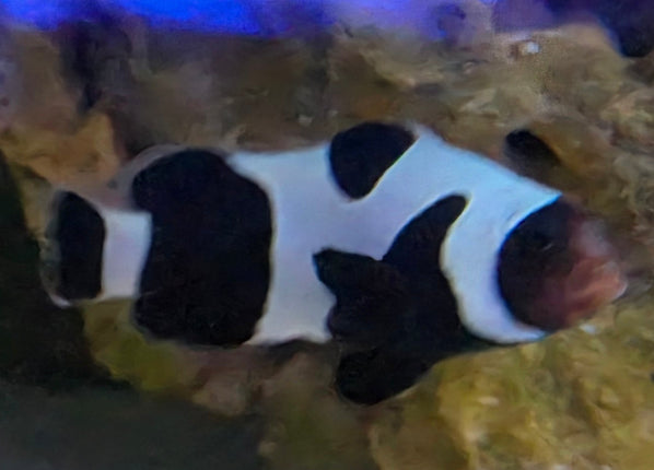 Amphiprion occelaris Black Da Vinci