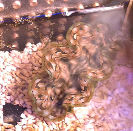 Tridacna squamosa - 6-7 cm
