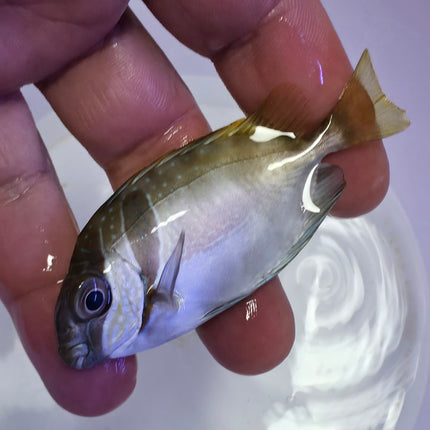 Siganus vrigatus M