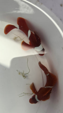 Premnas Biaculeatus L\XL Pair