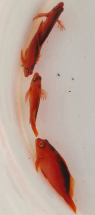 Neocirrhites armatus - Flame Hawkfish L