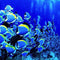 Saltwater Fish