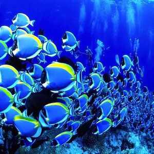 Saltwater Fish