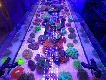 Saltwater Aquaristics