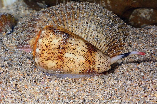 Cowries