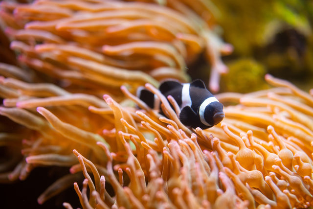 Anemones