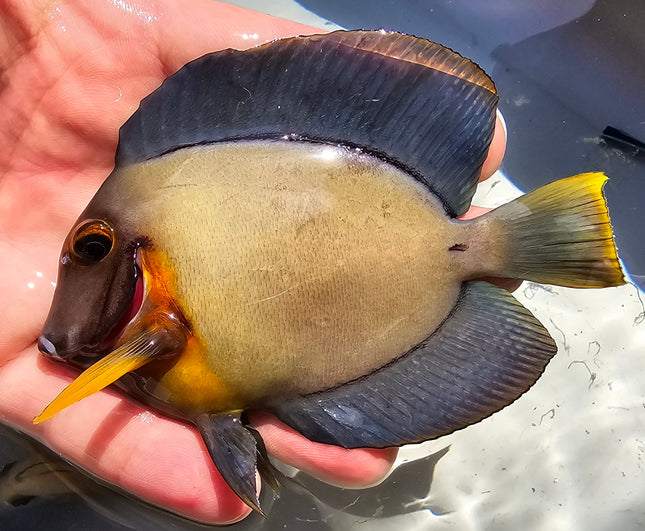 Acanthurus pyroferus