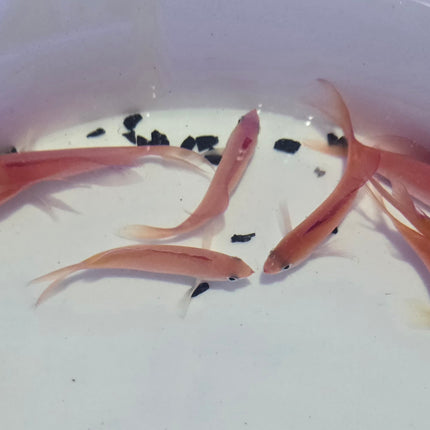 Pseudanthias dispar L