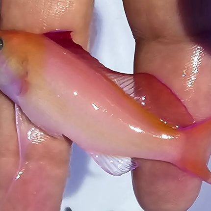 Pseudanthias dispar L