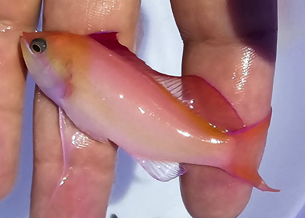 Pseudanthias dispar L