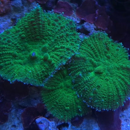 Metarhodactis neon green Indonesia FRAG