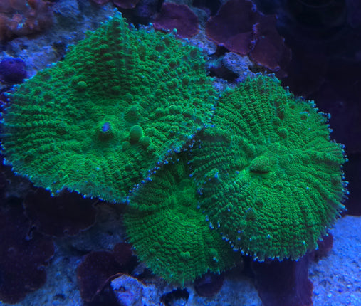 Metarhodactis neon green Indonesia FRAG