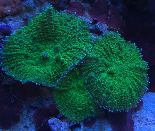 Metarhodactis neon green Indonesia FRAG