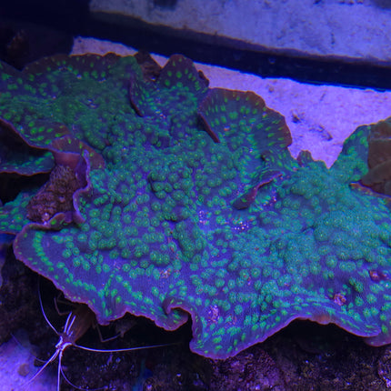 Echinophyllia sp. small pox electric green FRAG