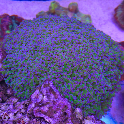 Euphyllia divisa violet green FRAG