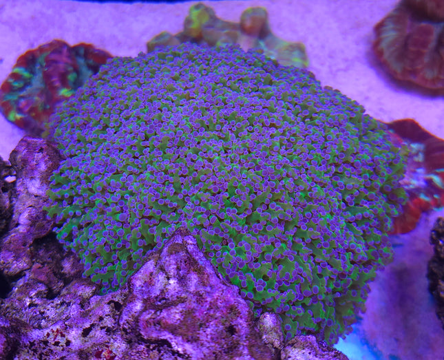 Euphyllia divisa violet green FRAG