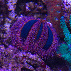 Collection image for: Urchins