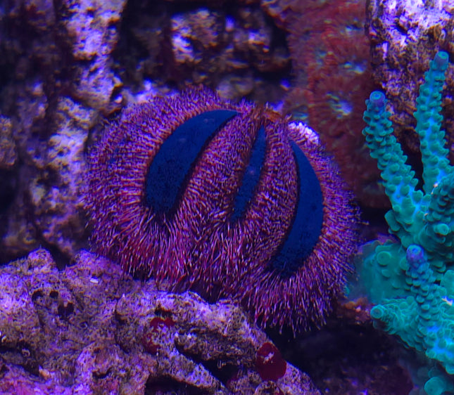 Mespilia globulus blue/red