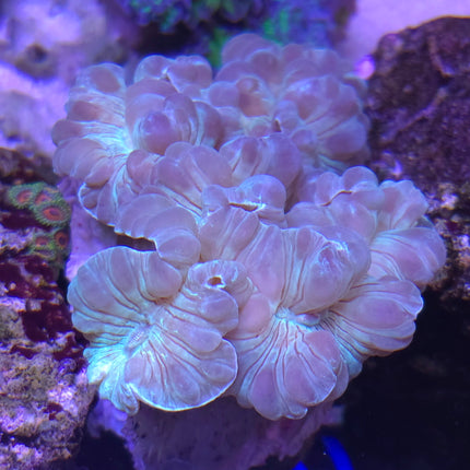 Nemenzophyllia Turbida FRAG