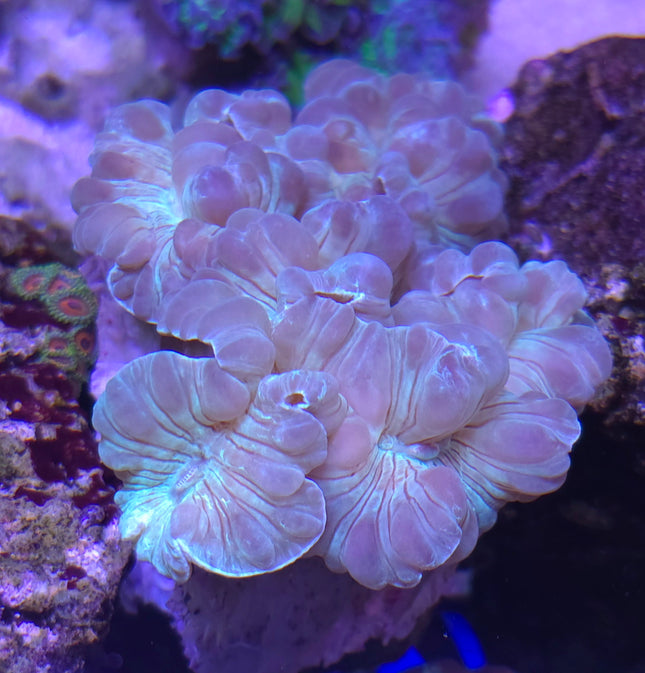 Nemenzophyllia Turbida FRAG