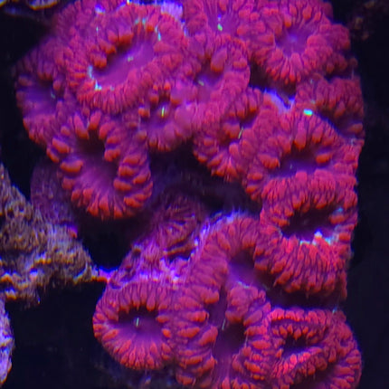 Blastomussa Emperor Red FRAG
