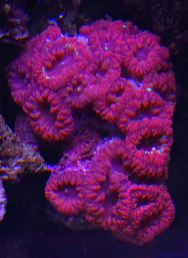 Blastomussa Emperor Red FRAG