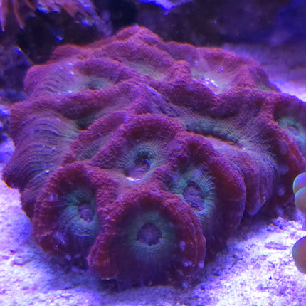 Australomussa sp. purple-green velvet L/XL