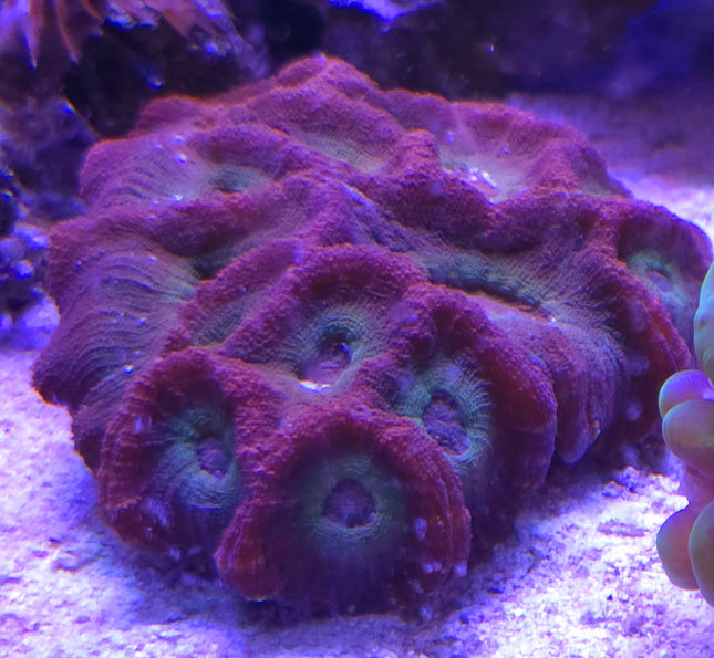 Australomussa sp. purple-green velvet L/XL