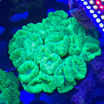 Caulastrea furcata sp. electric green FRAG