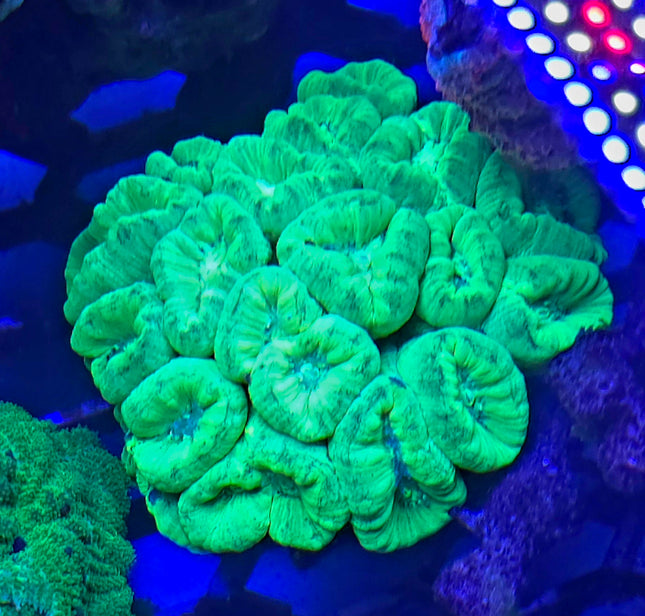 Caulastrea furcata sp. electric green FRAG