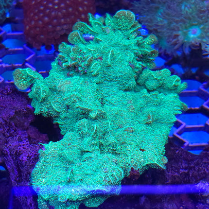 Pavona cactus electric green FRAG