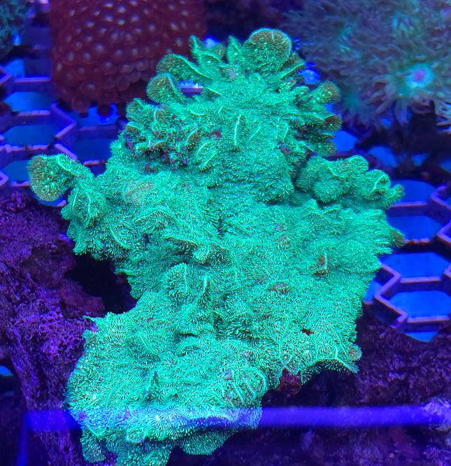 Pavona cactus electric green FRAG