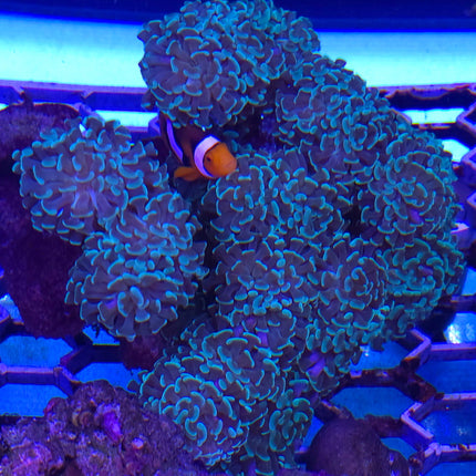 Euphyllia ancora sp. mini olive green FRAG