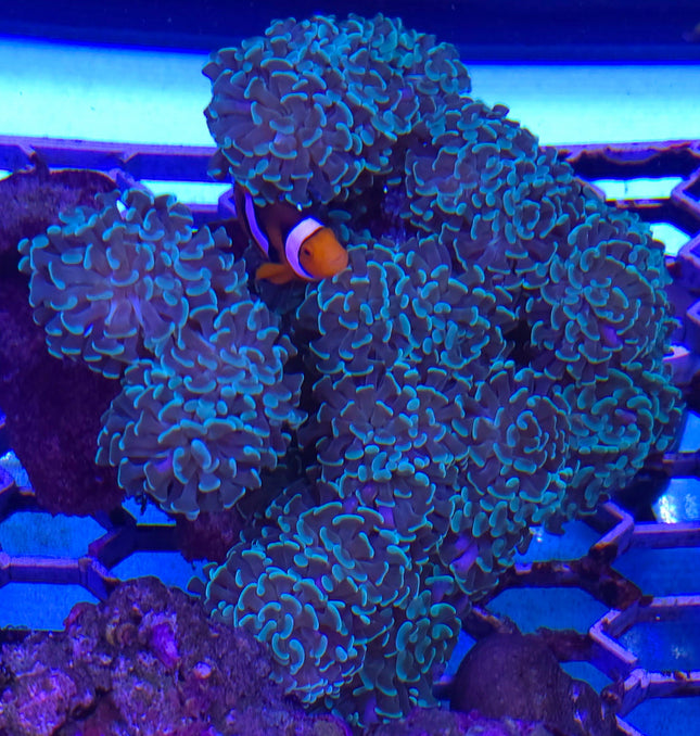 Euphyllia ancora sp. mini olive green FRAG