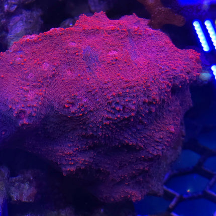Echinophyllia sp. Purple red FRAG - Rare