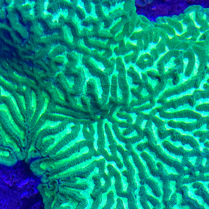 Colpophyllia natans sp. electric green  FRAG