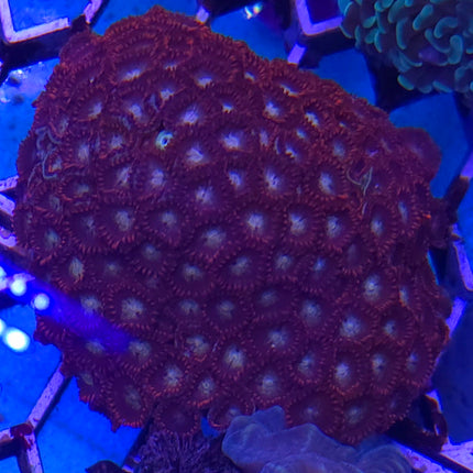 Zoantus sp, Red FRAG