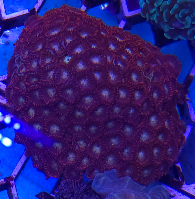 Zoantus sp, Red FRAG