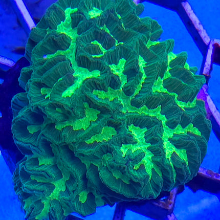 Colpophyllia natans sp. electric green  FRAG